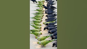 Crow Sound 🥰 Crows and Indian Talking Parrots Prove They’re the Smartest Birds on Earth 🦜 Bird Sound
