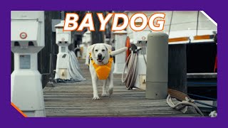 BAYDOG: A B2B Shipping Success Story Powered by FedEx