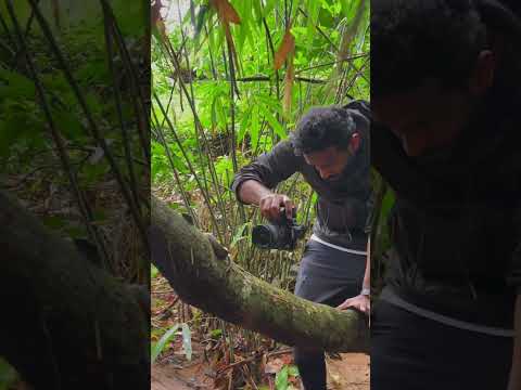 Varun Aditya Wildlife