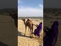 شجاعة الفتاة أدهشت الجميع Animals Shortfeed Comedyeffect Viralvideo 