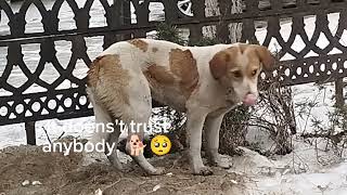 Stray Dogs Are Scared Of Everything 😞🐕😱🥺They Don't Trust People .🤔#feeding #stray #dogs by With Love To Animals  2,986 views 4 months ago 2 minutes, 56 seconds