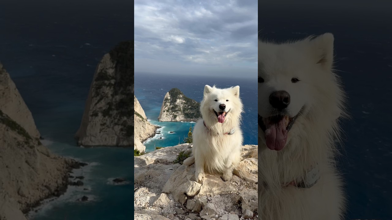 Ear wiggle in Zakynthos 😍❤️ 