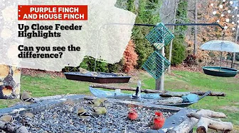Identifying Purple Finch vs. House Finch: Side-by-Side Comparison | Just Bill Live Stream Clip