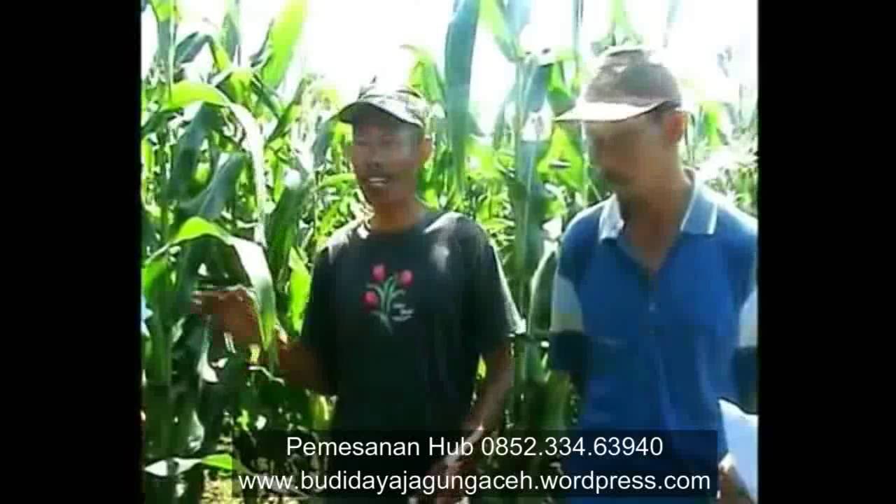 Petani Sukses Kisah sukses PETANI Jagung di Jawa Tengah I DISTRIBUTOR Petani Sukses Kisah sukses PETANI Jagung di Jawa Tengah I DISTRIBUTOR