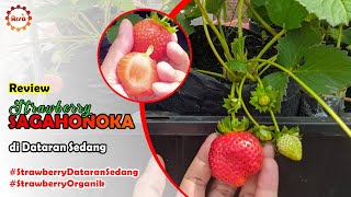 Strawberry Sagahonoka | di Dataran Sedang