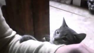 Capture 20110129