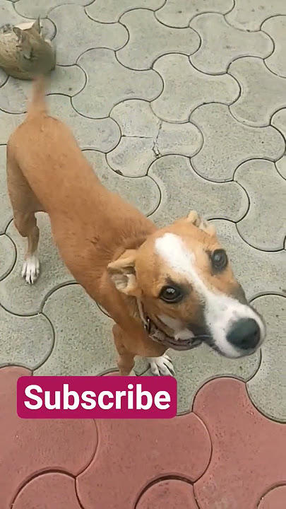 Dog #funnyanimals #virelshorts #shortsfeed #funny #catvideos