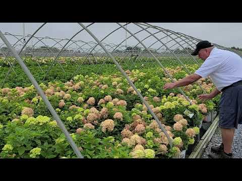 Видео: Hydrangea баримтууд