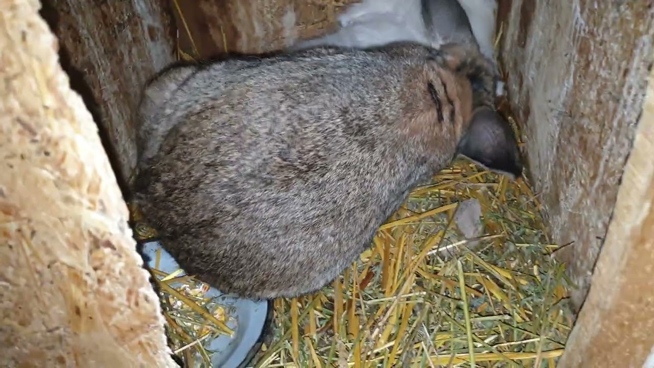 Am început sezonul de monte la iepuri🐇🐰