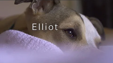 Whippet Dog Plays With Dog Friends At The Dog Park