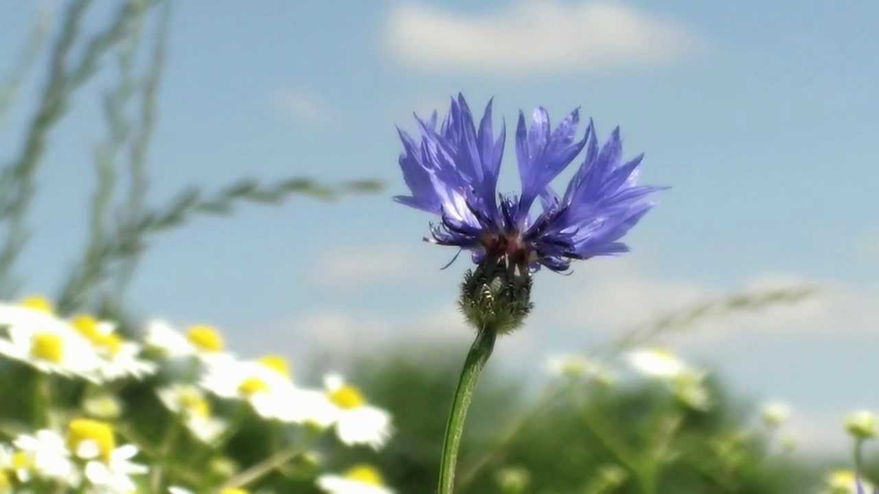 Momento · Trailer zum Hörbuch · Film von Frank Suchland