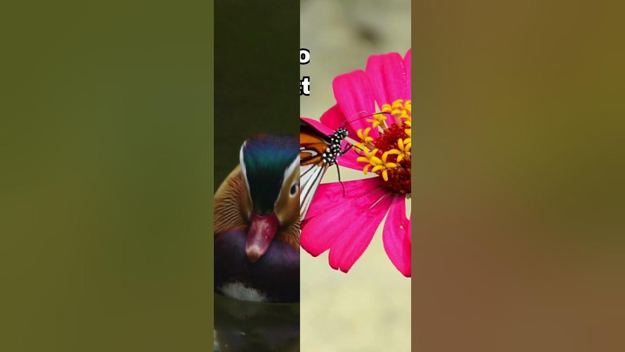 Top 10 Animals with Mesmerizing Patterns You Have to See to Believe