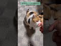 【三毛猫】寝る前のおしゃべりなミケ