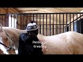 Foundation Massage Techniques//Equine Massage