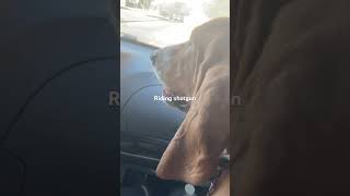 Basset Hound riding shotgun. #bassethound #dogs #shorts