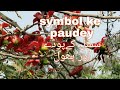 Symbolkepaudeysymbolkepaud symbol ke paudeysymbol flower sagheer vlogs 7733