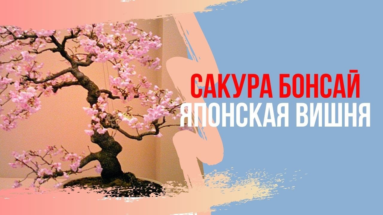 Сакура уход. Как ухаживать за сакурой. Ламинат японская Сакура. Как пишется Сакура на японском.