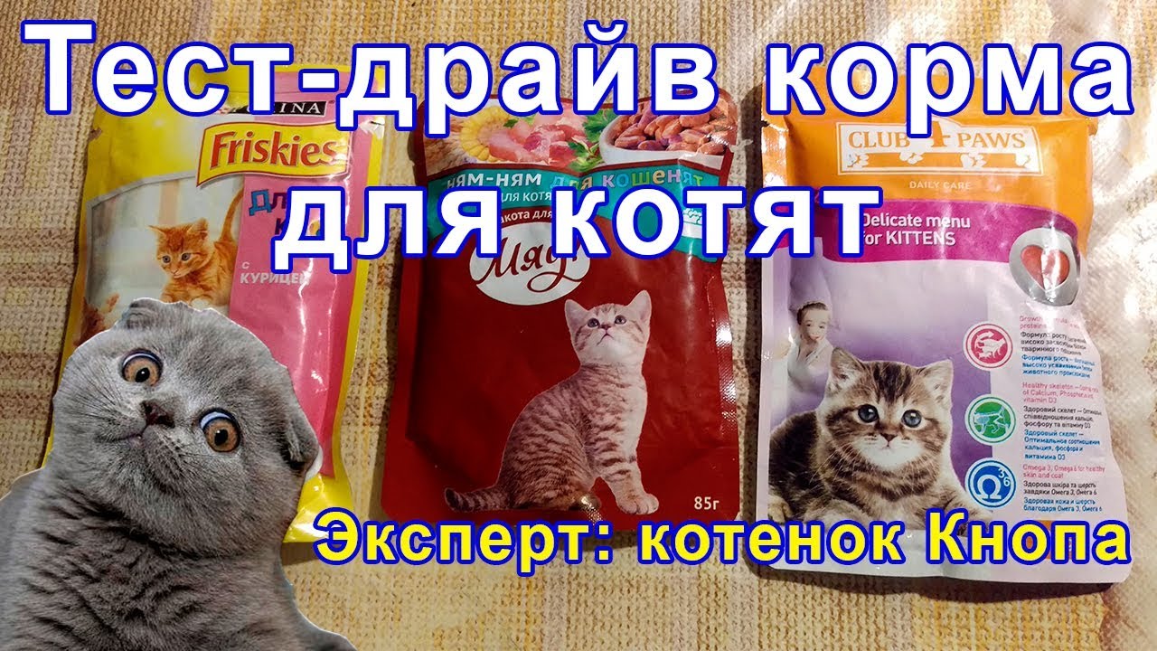 Каким кормом можно кормить котят