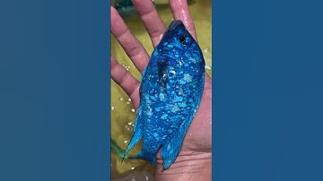 Lam bảo thạch cá cảnh siêu to khổng lồ #ali #cichlid | Trại Cá Ali Thái