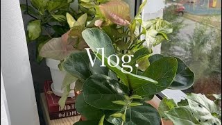 видео: ВЛОГ 4 💚 Перестановка на подоконнике, обзор суккулентов, решетка для хой, разговоры 🌿✨ картинка: ВЛОГ 4 💚 Перестановка на подоконнике, обзор суккулентов, решетка для хой, разговоры 🌿✨