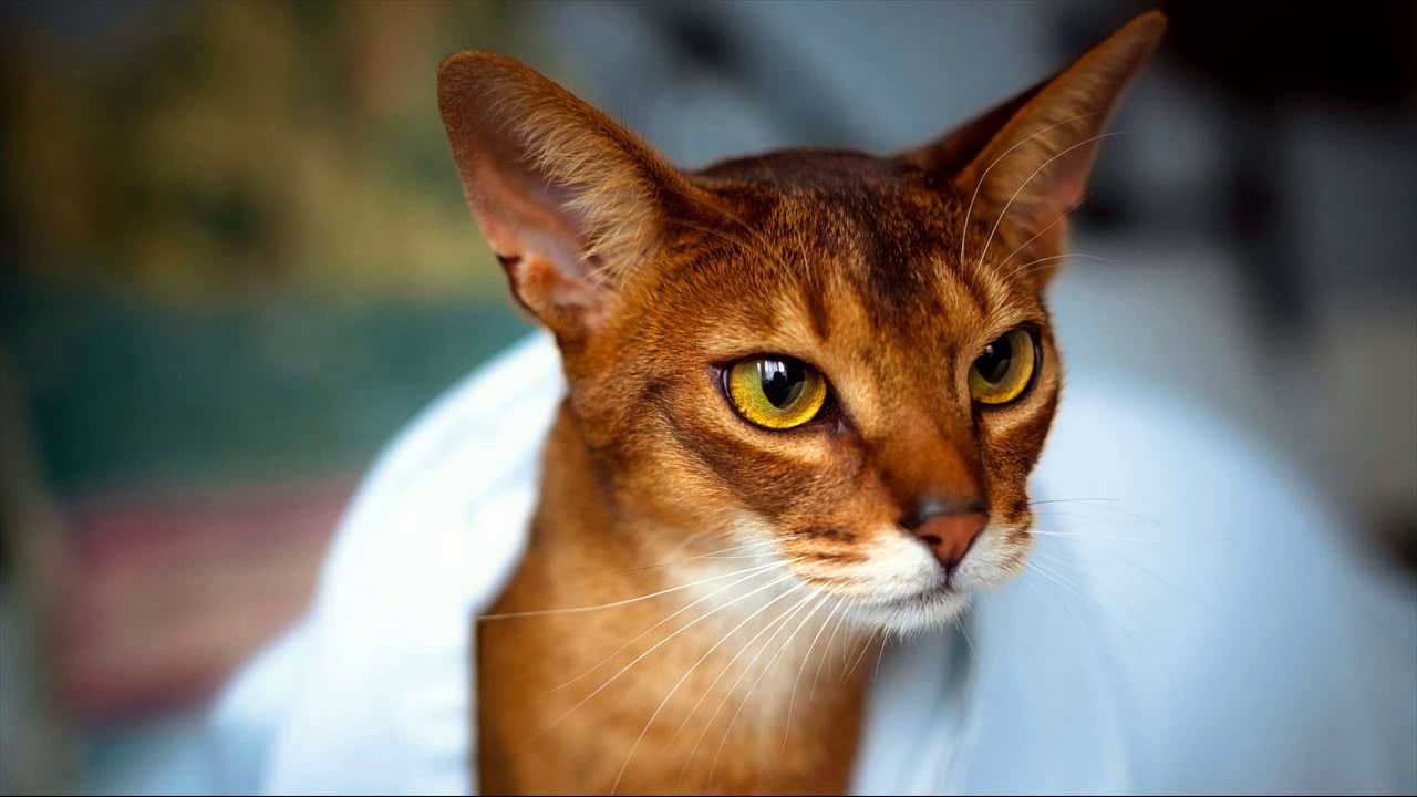 black and white abyssinian cat