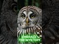 Barred Owl Call Haunting Night Sound Bird Ringtones Nature Vibes Birds Birdsound Ringintone 