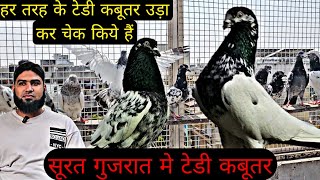 कांटो वाले टेडी कबूतर Teddy Pigeons At Surat Gujrat