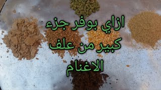 ازاي بوفر فى علف الأغنام/نجاح مشروع تربية الاغنام يعتمد علي التوفير