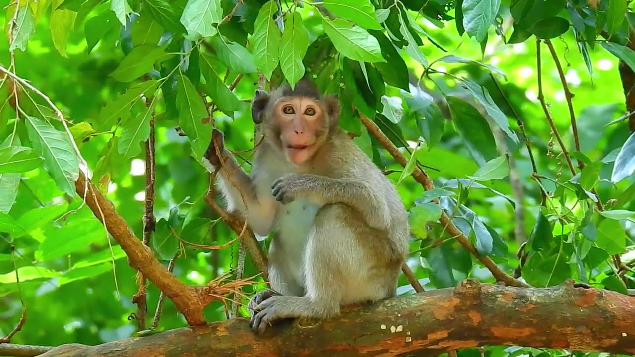 Jonna's Wonderful Day | Jane's Family in the Tree