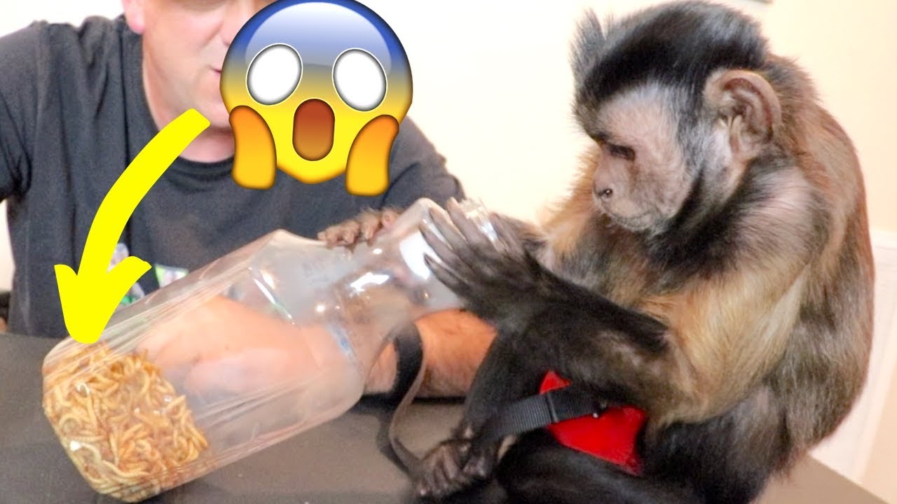 Capuchin Monkey Eats Organic Meal Worms!