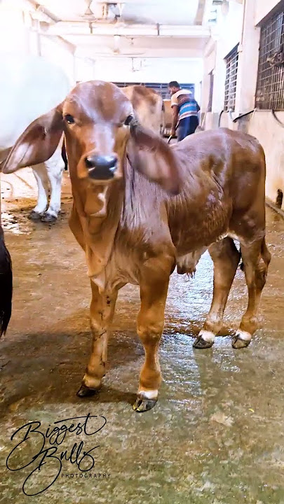 Adorable Brahman x Sahiwal calf displaying his excellent conformation