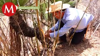 Las cícadas de Santa Inés, Puebla | Conexión Milenio