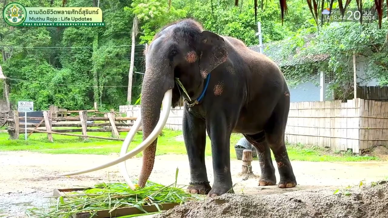 ตามติดชีวิต 