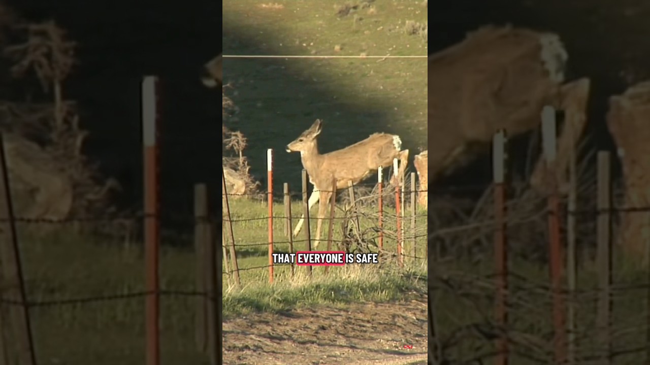 Hit a deer in Griffin? Here’s what to do. 🦌🚗