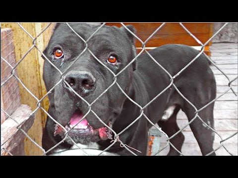 Огромный Кобель Кане Корсо. Мощная Охрана. Huge male Cane Corso. Strong Protecting.