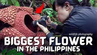 Pinakamalaking bulaklak sa Pilipinas | Rafflesia Schadenbergiana | #WildlifeWednesday EP. 08