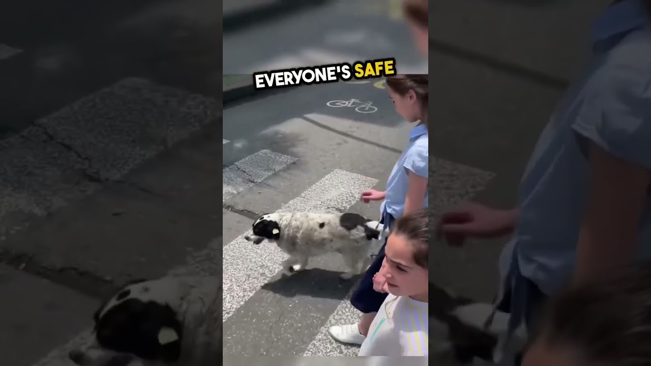 Heartwarming Guardian: Homeless Dog Protects Pedestrians with Unconditional Love 🐾