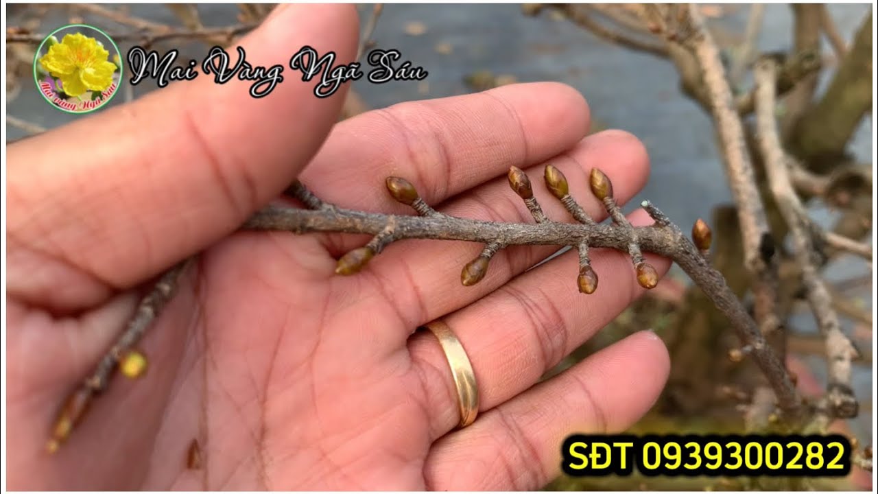 Chăm sóc mai vàng sau khi lãi lá cần làm gì?