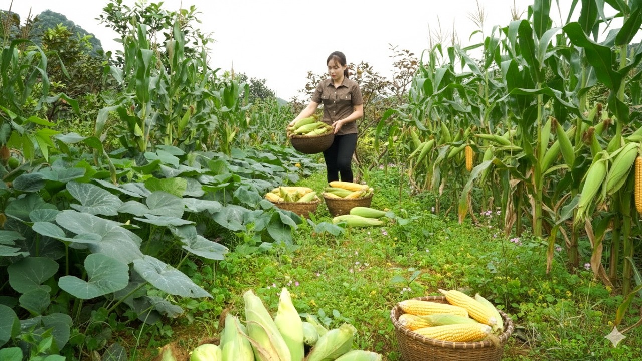 Harvesting Corn from the Garden and Transporting It to the Market, Using a Buffalo-Driven Cart