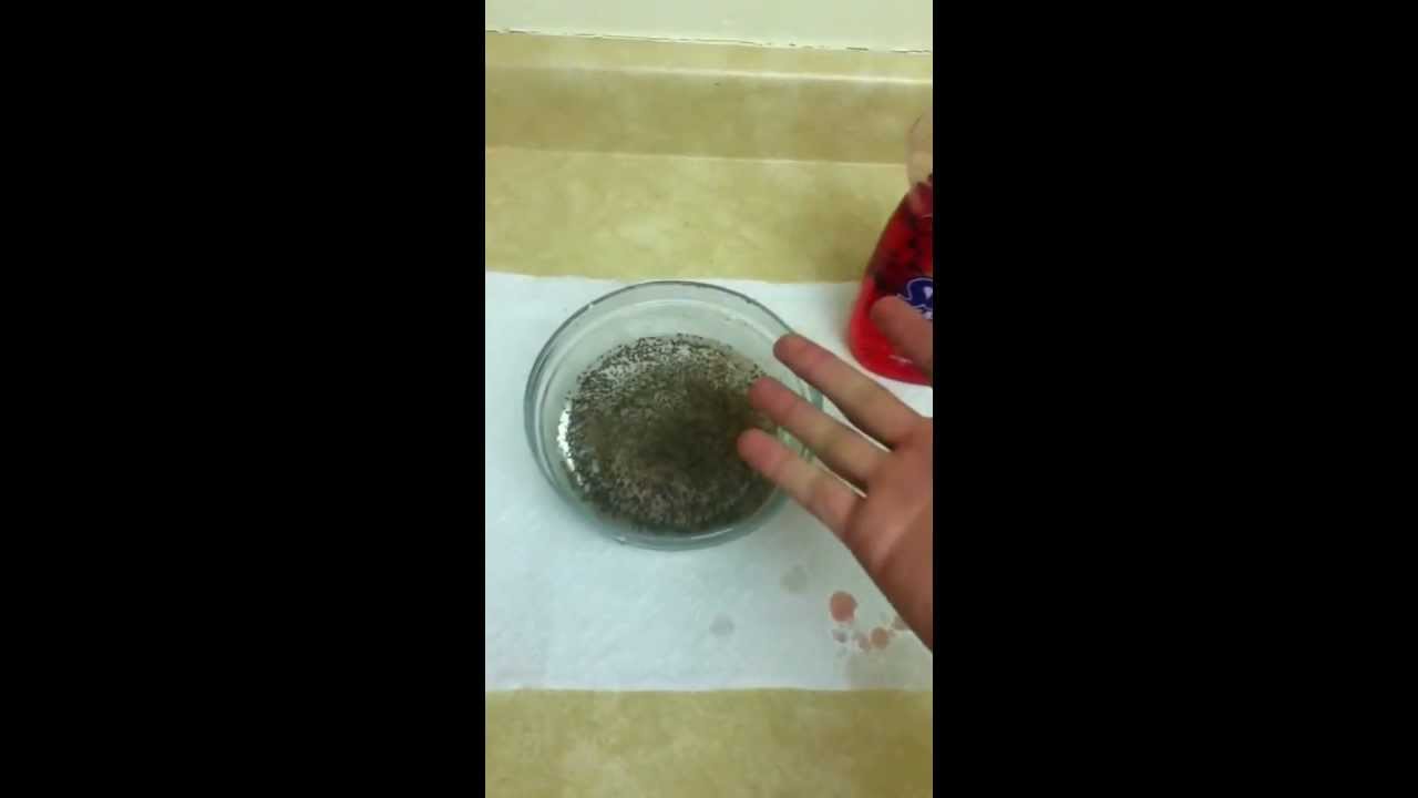 Repelling pepper with soap in water YouTube