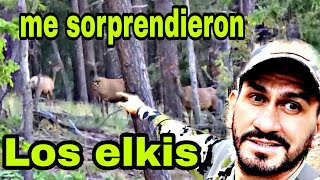 descubri un yacimiento de elk la extraña reacción al sentirse acechados