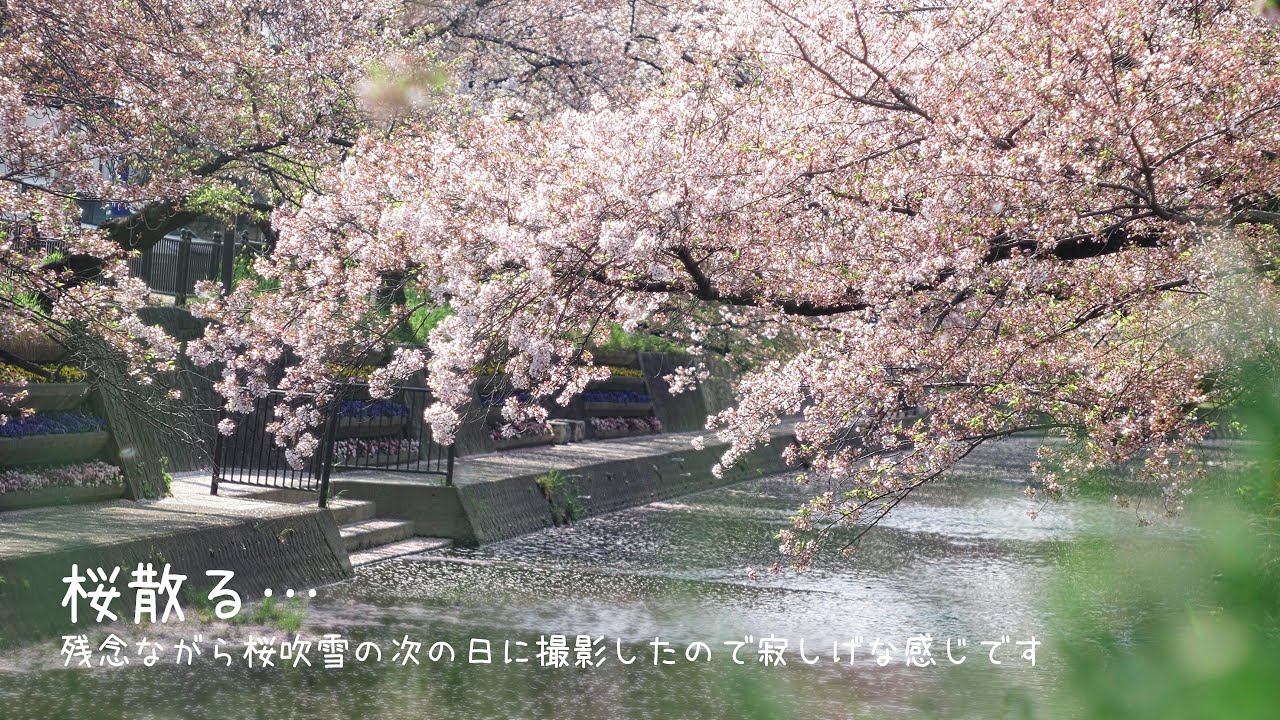 桜散る Youtube