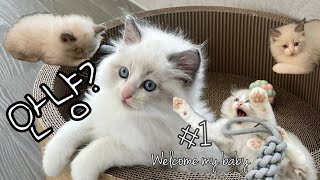 [yetto vlog] 여러분 저 집사됐어요! | 우리 식구가 된걸 환영해❤ | 아기 고양이 입양, 새로운 집에 적응해가는 70일된 아깽이 로이를 소개할게요