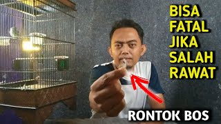 jika tidak perhatian dengan ini, bisa fatal merawat burung sirtu