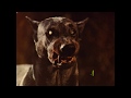 Zoltan Hound Of Dracula AKA Dracula S Dog 1977 16MM TV Spot