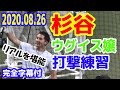 杉谷拳士選手恒例 西武ウグイス嬢によるいじりフリーバッティング「杉谷選手のリアルをご堪能下さい」20200826メットライフドーム【完全字幕付】