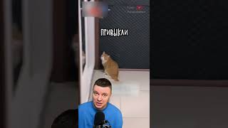 Коты Нами Манипулируют! 😼