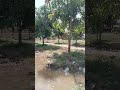 #khedut ki moj trending viral#shortvideo