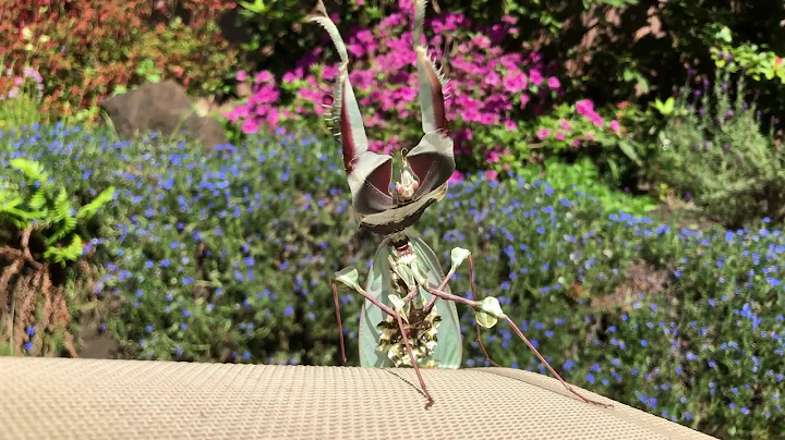 'Fear me!': Mantis Puts on Impressive Show With It...