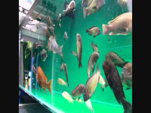 tropheus red rainbow tropheus_kasanga_tropheus_mpimbwe_petrochromis_red.wmv